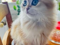 British golden ny12 longhair