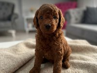 SAFKAN TOY POODLE