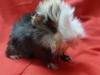 Guinea Pig Şehir İçi ve Şehir Dışı Teslimat Vardır