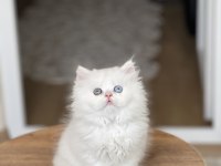 GOLD EYES AYI SURAT BRİTİSH LONGHAİR YAVRUM