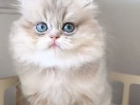British Longhair Kedisi
