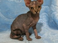 Naked Beauty Sphynx Cattery