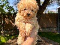 Aprikot renk toy Poodle yavrumuz