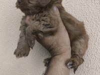 MALTİPOO YAVRULAR