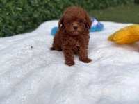 AŞILI PASAPORTLU MİKROÇİPLİ TOY POODLE YAVRULARIMIZ
