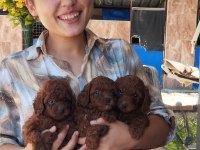 Teucap Kore red poodle bebişler hazırda