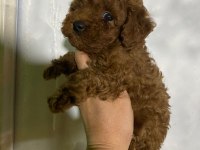 Evde bakılan sağlık ve ırk garantili poodle bebek