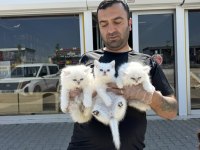Exlusive brıtısh longhaır yavrular ns1133 ankara da