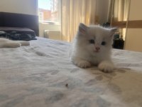 Ragdoll Yavruları