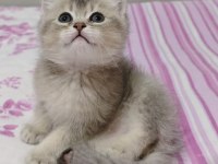 Safkan british shorthair blue golden minnaklarım