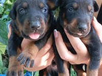 IRK VE SAĞLIK GARANTİ DOBERMAN YAVRULARIMIZ
