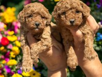 Sevimli toy poodle yavrularımız