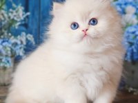 İpeksi tüylü Silver British Longhair