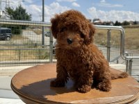 Petmode köpek çiftliğinde ziyarete açık toy poodle