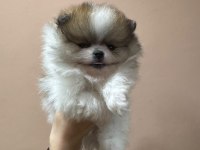 Petmode köpek çiftliğinden pomeranian boo