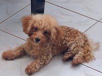 TEACUP ERKEK 19CM 5 AYLIK POODLE