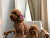AŞILI WC EĞİTİMLİ TOY POODLE YAVRULAR