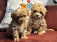 Petmode köpek çiftliğinden maltipoo yavrularımız