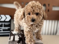 Petmode köpek çiftliğinde ziyarete açık maltipoo
