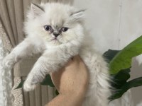 Exotic longhair 2 aylık kedimiz