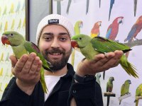 BEBEK İSKENDER ALEXANDER PAPAĞANI YAVRULARIMIZ