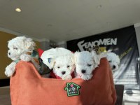 MALTESE YAVRULAR MALTİPO YAVRULAR TOY POODLE YAVRULAR