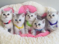 Show kalite silver British shorthair bebekleirm