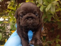 KARA ZÜMRÜT PUG MOPS SIFIR BURUN GÜL KUYRUK