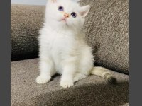 MAVİ GÖZLÜ SAFKAN BRİTİSH YAVRULARIMIZ