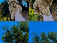ORJİNAL MİS TURKEY MALTİPOO YAVRULAR YENİ YUVALARINA HAZIR