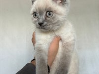 Bluepoint yavru british shorthair