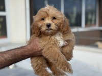 Petmode köpek çiftliğinde ziyarete açık maltipoo