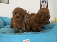 Petmode köpek çiftliğinden toy poodle yavrular