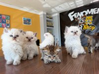 BRITISH LONGHAIR YAVRULAR SHORTHAİR YAVRULAR ANKARA