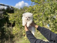 Pomeranian Boo Bebekler