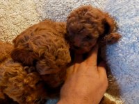 Safkan aşılı pasaportlu toy poodle yavrularımız