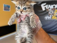 KEDİCİDEN GOLDEN BRITISH YAVRULAR SCOTTISHLER ANKARA