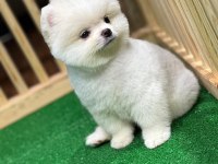 Ayı surat pomeranian yavrular korekan