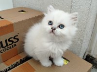 Mavi boncuk british longhair