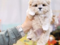 Kore Kan Teacup Poodle Yeni Sahibini Bekliyor