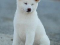 Safkan Soykütük Sertifika Belgeli Japon Akita Yavrular