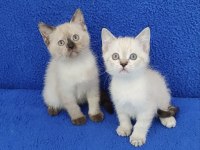 YENİ YUVASINA GİTMEYE HAZIR BRİTİSH PONÇİKLER