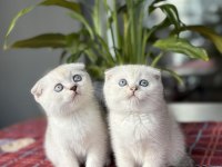 SCOTTISH FOLD SILVER YAVRULARIM