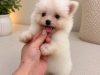 Pomeranian Boo