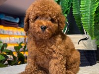 Red Brown Kore Toy Poodle Bebeklerimiz