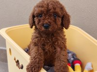 RED BROWN TOY POODLE