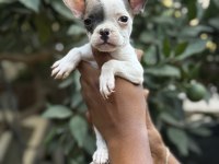 A KALİTE ERKEK DİŞİ FRENCH BULLDOG YAVRULAR