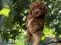 Safkan Kore Teacup Poodle Yavrularımız