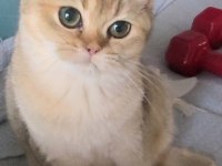 Golden british shorthair yavrular