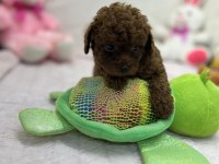 2.5 Aylık Toy Poodle Bebekler